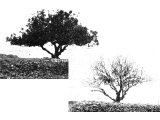 In the lower photograph we see the fruitful fig tree of the upper photograph after an attack by locusts.